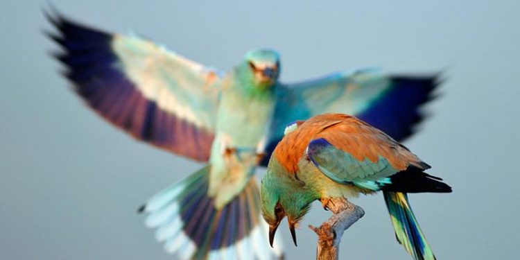 يشبهون طيور العقعق