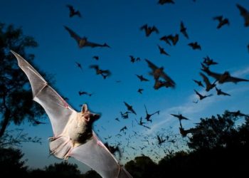 خفافيشُ قد عاثت بعقر جناننا