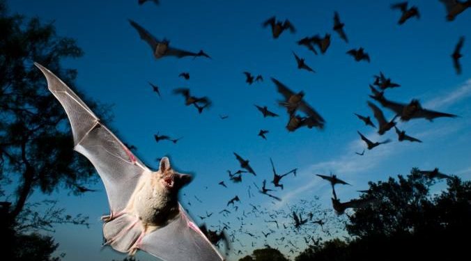 خفافيشُ قد عاثت بعقر جناننا