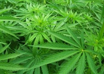 “حزب الله” يُهربُ تجار حشيش من سوريا إلى لبنان!