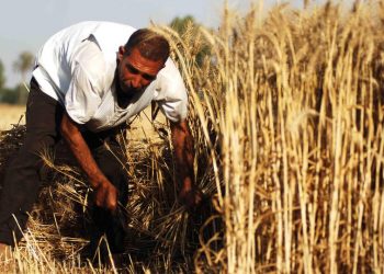 سورية: الأسد يحرق قمح المعارضة