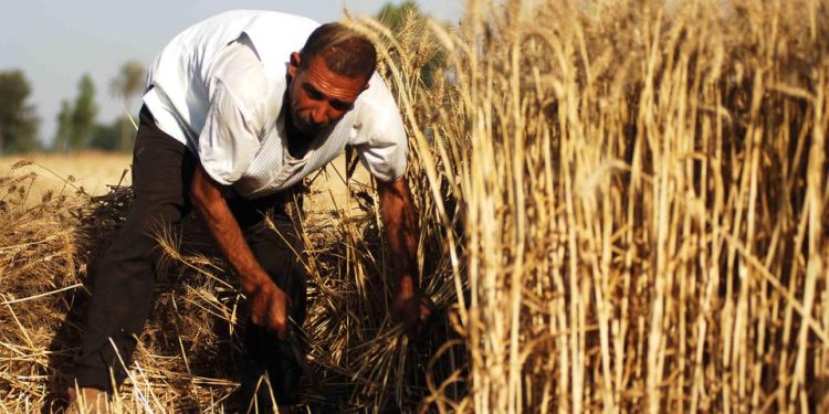 سورية: الأسد يحرق قمح المعارضة