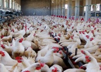 الحكومة السورية توزع الدجاج والعلف مجاناً في الأرياف