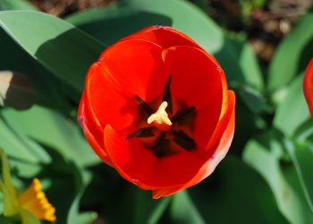 إلى صديقي الذي أزهر فيَّ وأورق!