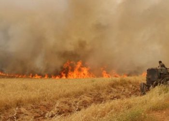 سهل الغاب: المليشيات “تعفّش” المحاصيل وتبيعها بنصف قيمتها