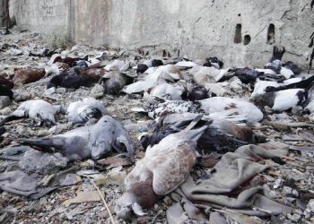 الكيماوي الأسدي: مجزرة القرن