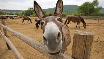 الدستور والحمار والبقرة