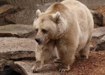 مدرسة الوحوش