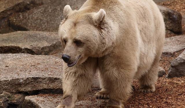 مدرسة الوحوش