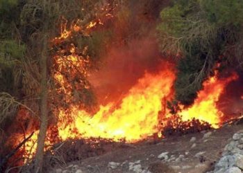 أشجار ريف حماة.. حرائق غير مسبوقة ومشاهد أولى لـ”الجريمة”