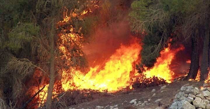 أشجار ريف حماة.. حرائق غير مسبوقة ومشاهد أولى لـ”الجريمة”