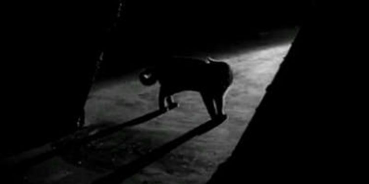 لصٌ وقطٌ في الحصار