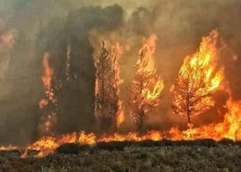 حرائق سورية: الأسد أو نترات الأمونيوم!