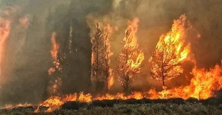 حرائق سورية: الأسد أو نترات الأمونيوم!