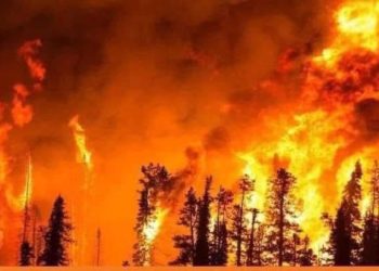 متضررو حرائق القرداحة: الأسد خذلنا وحكومته تجاهلتنا