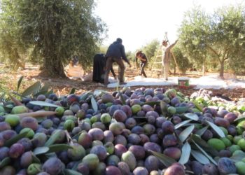 القصف “وهيئة الزكاة” يضاعفان خسائر مزارعي الزيتون بإدلب