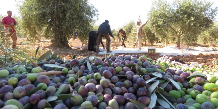 القصف “وهيئة الزكاة” يضاعفان خسائر مزارعي الزيتون بإدلب