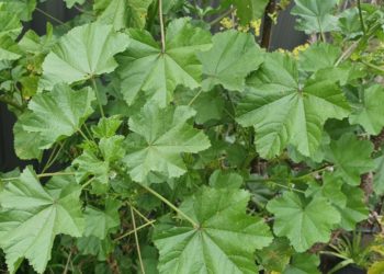 عشبة الخبيزة… غذاء ودواء ومنافع عدة هجرها التونسيون