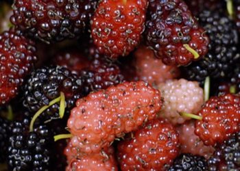 شجرةُ التّوتِ