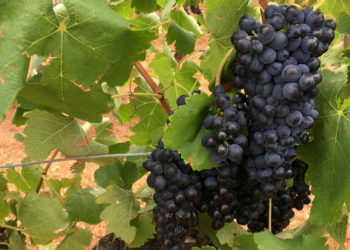 حرب النبيذ تشتعل.. الصين تخطط لمنافسة أستراليا