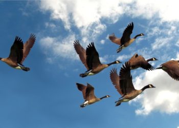 تغريد خارج السرب.                             لكنه يحقق الهدف ..