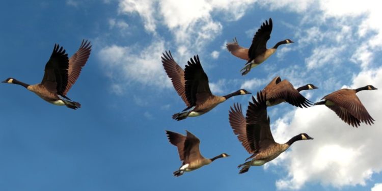 تغريد خارج السرب.                             لكنه يحقق الهدف ..