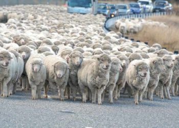 زمن الردَّة والرّداءة