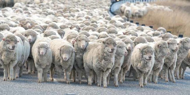 زمن الردَّة والرّداءة