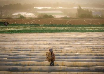 “تعاونيات شبابية”.. مدخل الفلسطينيين لحياة مختلفة ومحاربة الاستيطان أيضًا