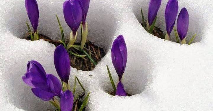 الفرح و العزاء !