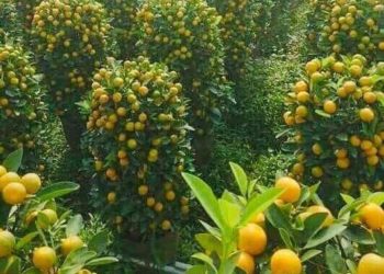 برتقال يافا “الحزين” ثروة مسروقة