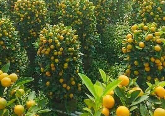 برتقال يافا “الحزين” ثروة مسروقة