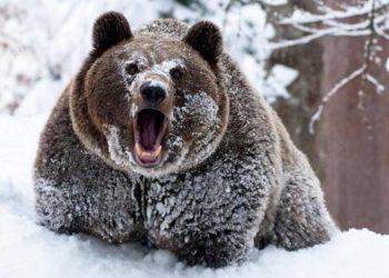 أخطاء الدب الروسي