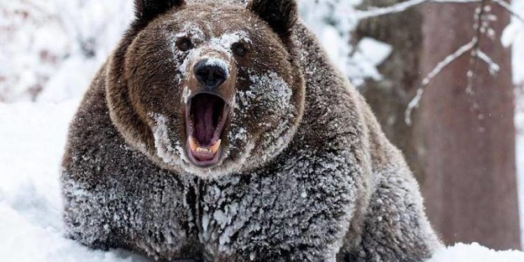 أخطاء الدب الروسي