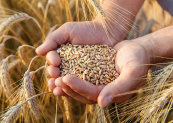 أزمة قمح مستمرة في سورية.. عجز متزايد وارتفاع خسائر المزارعين