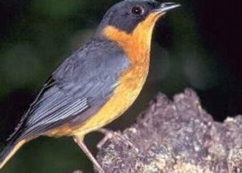 العُصْفورُ المهاجرُ