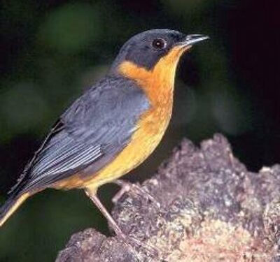 العُصْفورُ المهاجرُ