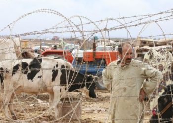 تهديم الثروة الحيوانية يهوي بصناعة الألبان في سورية