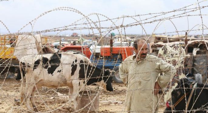 تهديم الثروة الحيوانية يهوي بصناعة الألبان في سورية