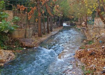 قارورة الفيجة