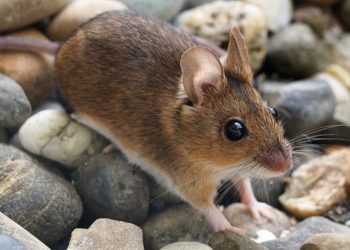 القوارض(تستعمر) المناطق المنكوبة بالزلزال