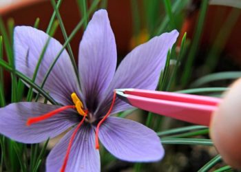 للمرة الأولى، الذهب الأحمر(الزعفران) يدخل زراعات الشمال السوري