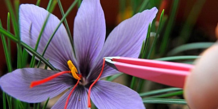 للمرة الأولى، الذهب الأحمر(الزعفران) يدخل زراعات الشمال السوري