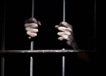 النمور في اليوم السابع