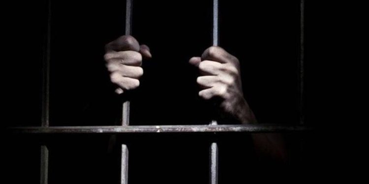 النمور في اليوم السابع