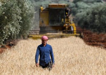 سباق على اقتناص قمح سورية عبر رفع الأسعار