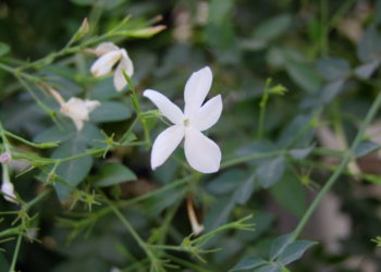 أهل الصَّلاح