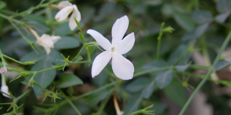 أهل الصَّلاح